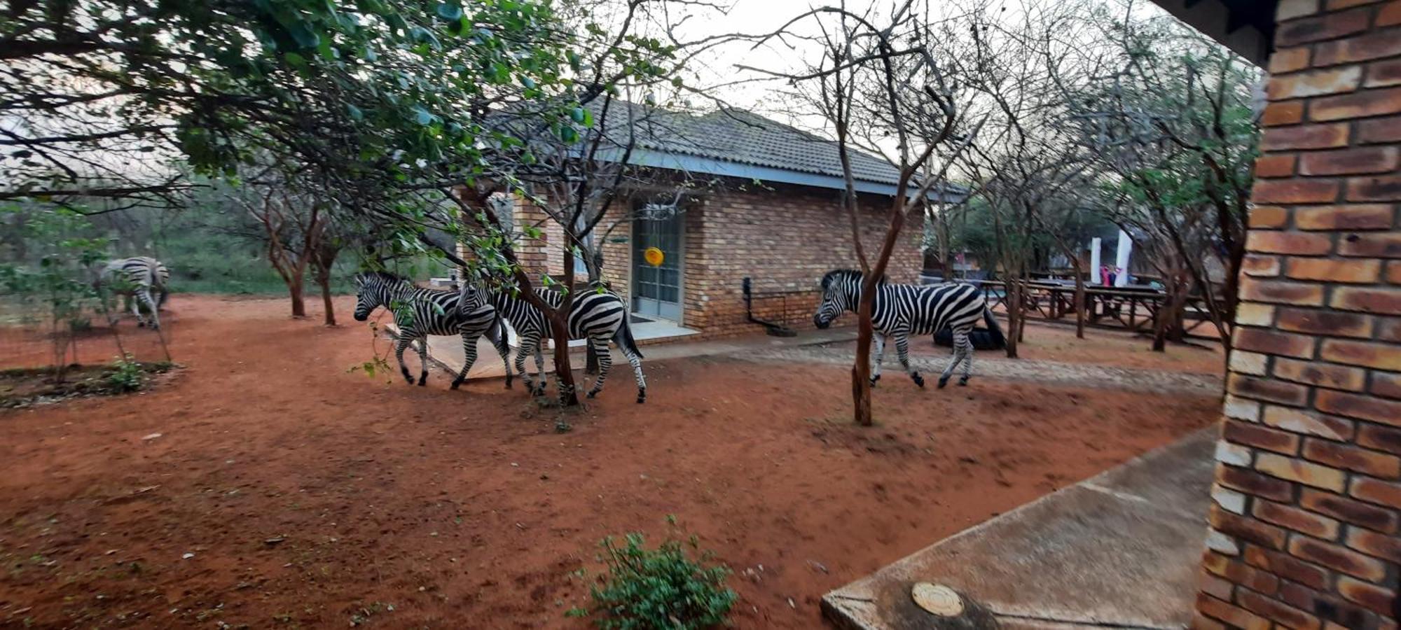 462 Bosbok Chalets Marloth Park Εξωτερικό φωτογραφία